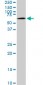 MAK Antibody (monoclonal) (M01)